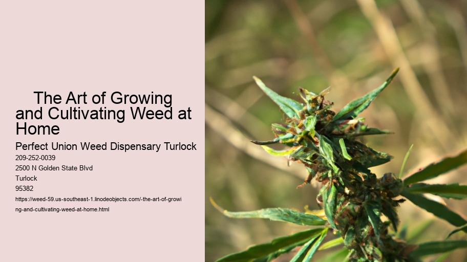     The Art of Growing and Cultivating Weed at Home